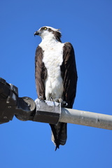 Osprey