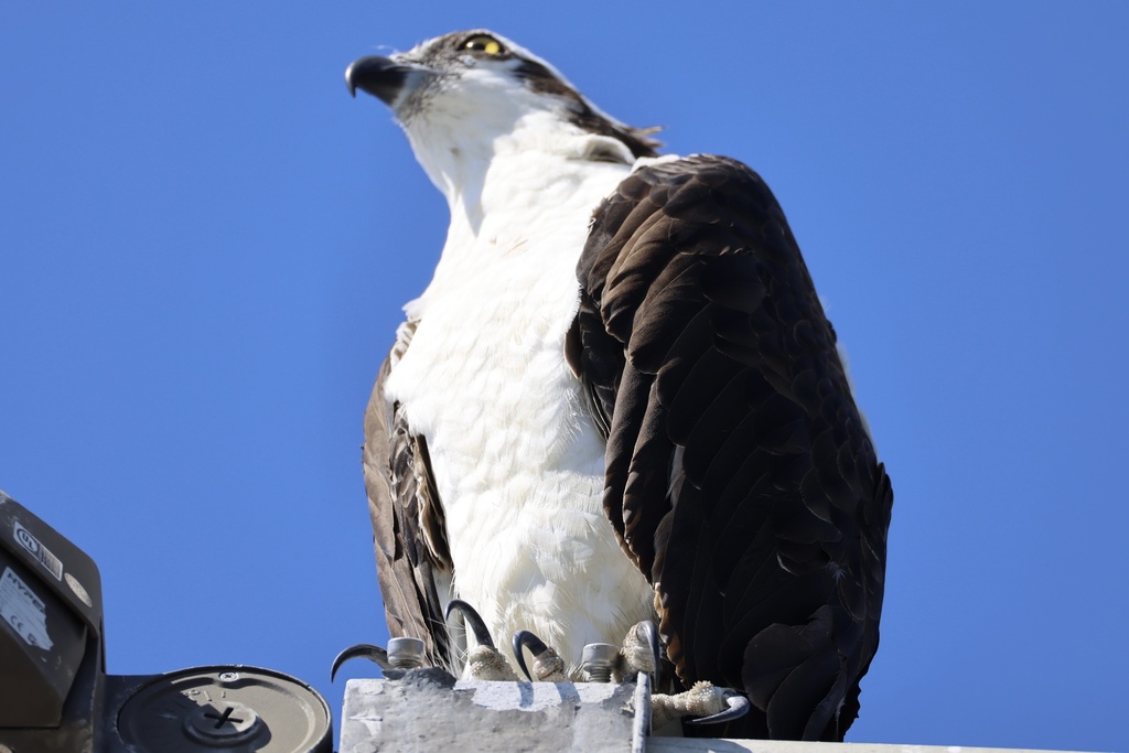 Osprey