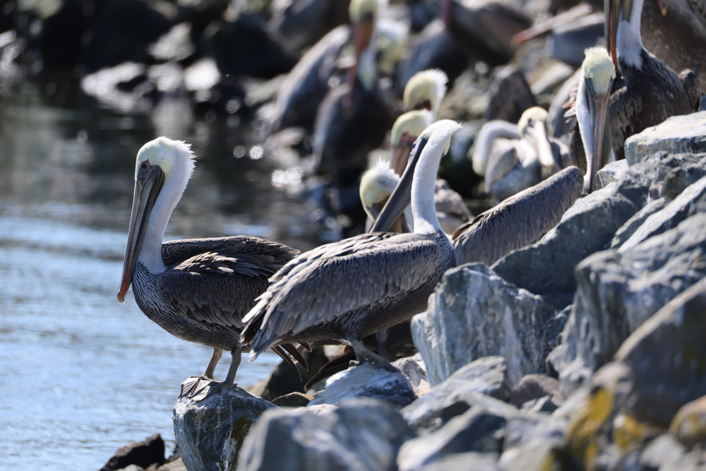 California Brown Pelican