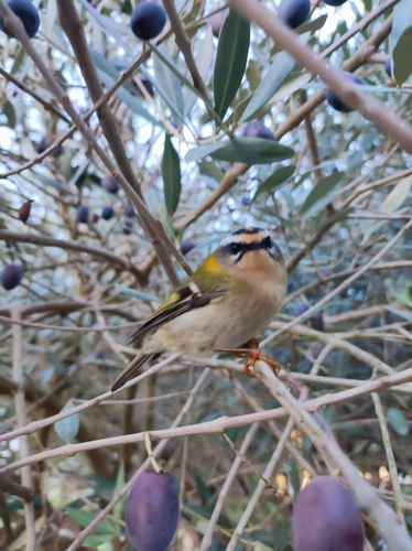 Common Firecrest
