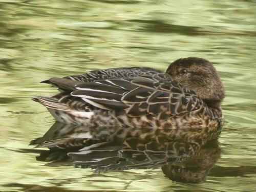 Green-winged Teal