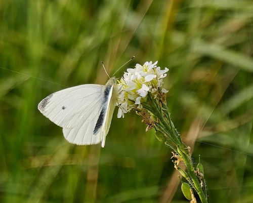 Small White