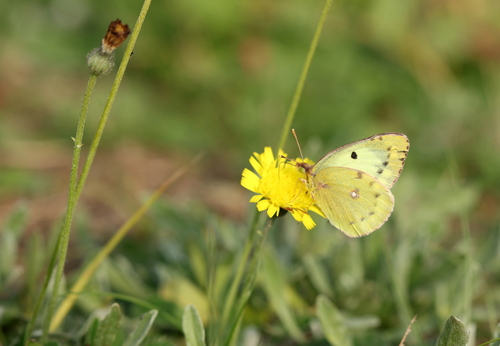 Pale Clouded Yellow