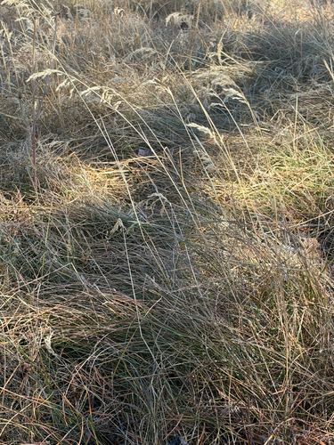 iNaturalist observation photo of Poeae