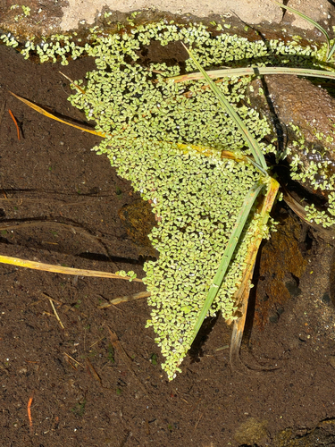 iNaturalist observation photo of Duckweeds