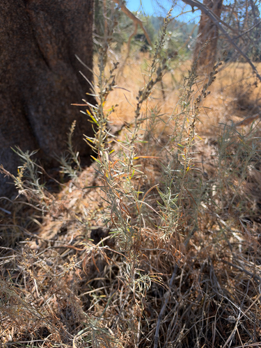 iNaturalist observation photo of Silver Sagebrush