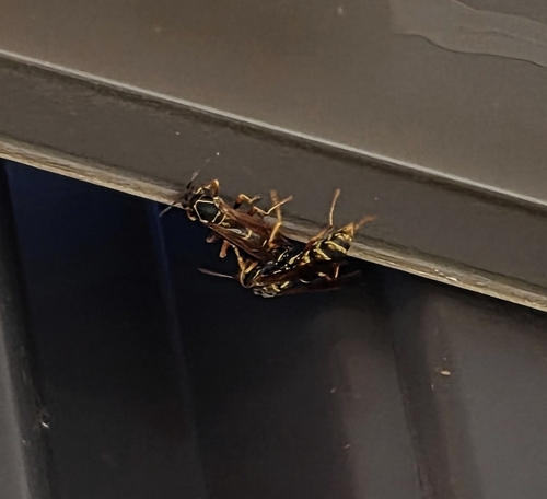 Northern Paper Wasp