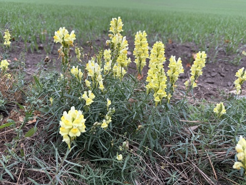 common toadflax