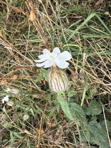 white campion