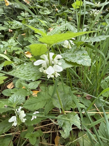 White deadnettle