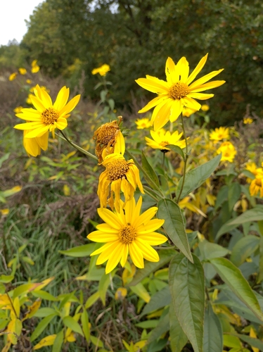 Jerusalem artichoke