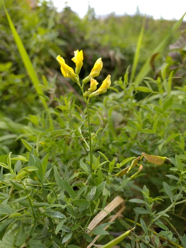meadow pea