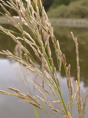 reed meadowgrass