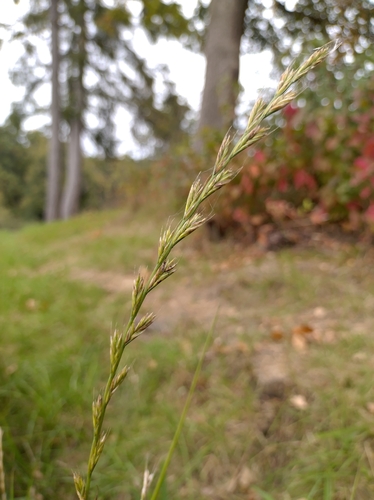 Italian Ryegrass
