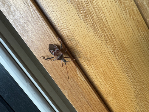 Western Conifer Seed Bug