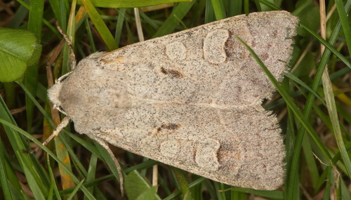 Ammoconia caecimacula