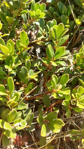 bearberry