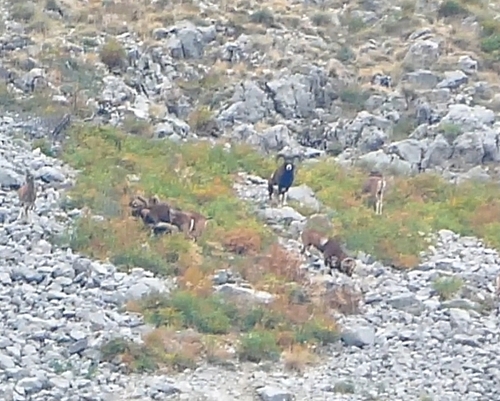 European Mouflon