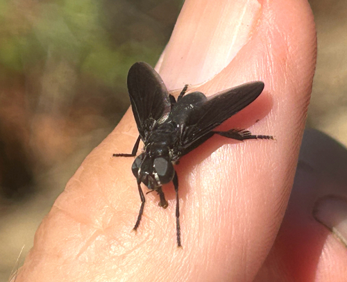 Trichopoda lanipes