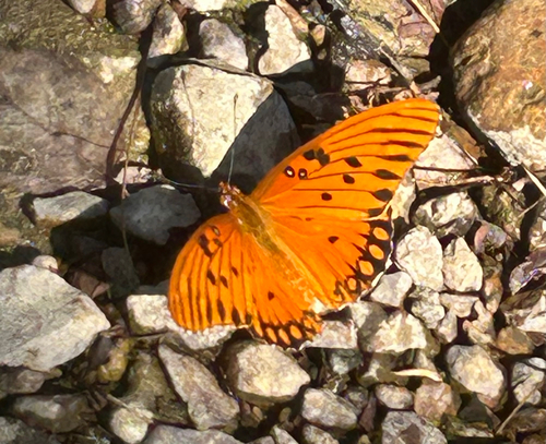 Gulf Fritillary