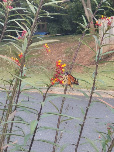 Monarch