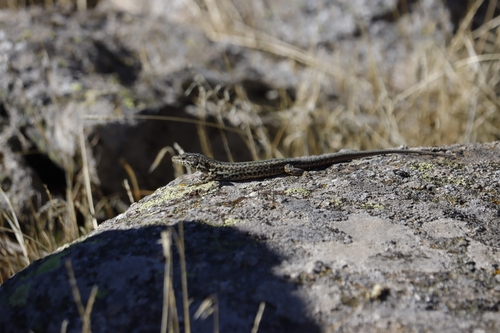 Guadarrama Wall Lizard