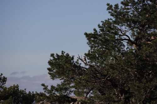 Mistle Thrush