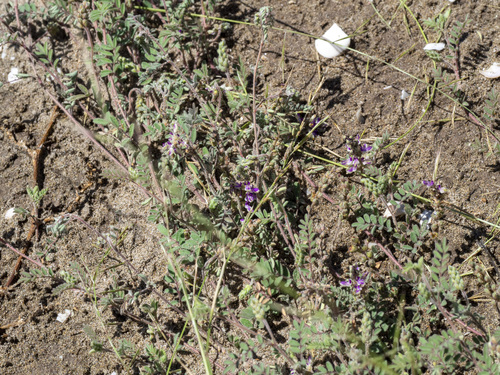 Astragalus nuttallianus