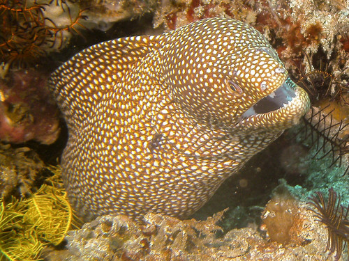 Whitemouth Moray