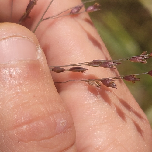 switchgrass