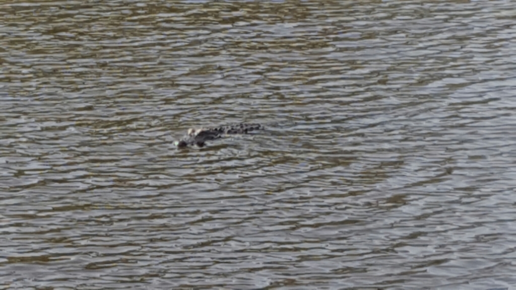 American Alligator from Jekyll Island, GA 31527 on April 27, 2017 at 10