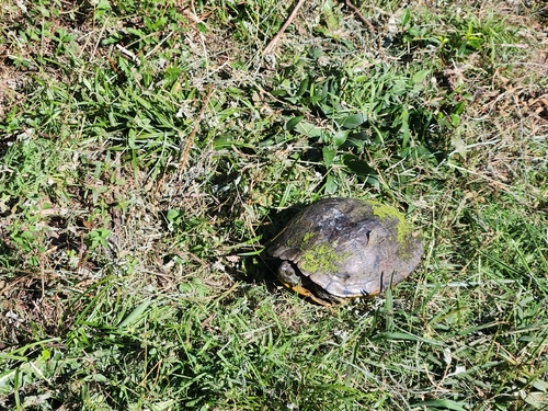 Pond Slider