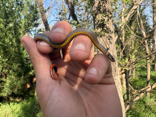 Ring-necked Snake