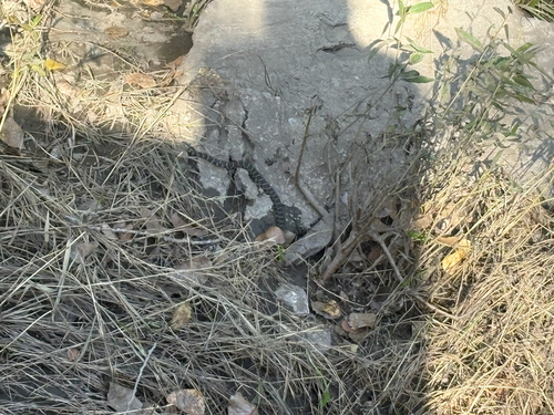 Common Watersnake