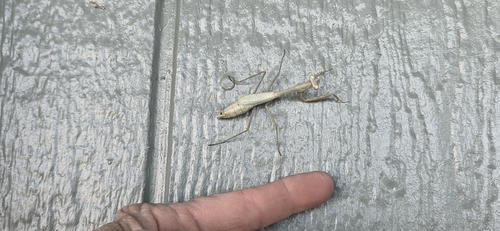 California Mantis