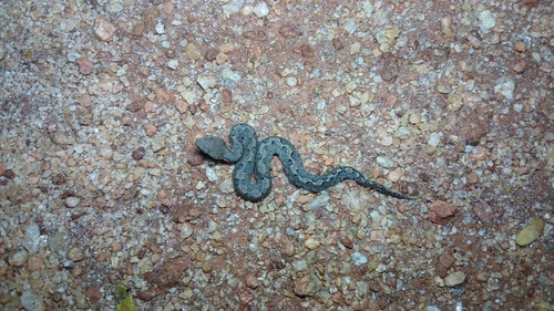 Hump-nosed Viper