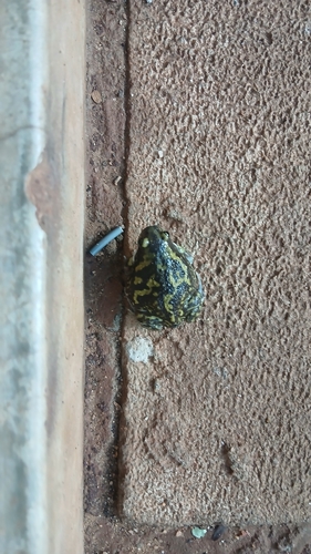Marbled balloon frog