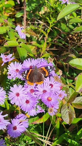 Red Admiral