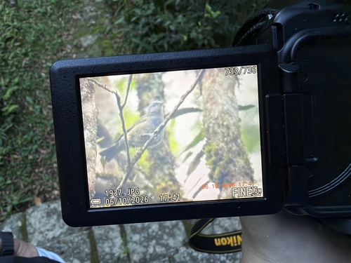 Golden-chevroned Tanager