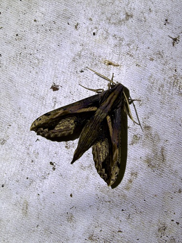 Xylophanes crenulata
