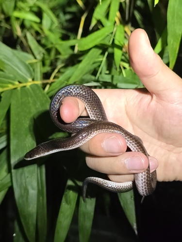 Asian Sunbeam Snake