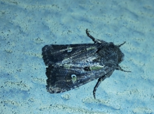 Bristly Cutworm Moth