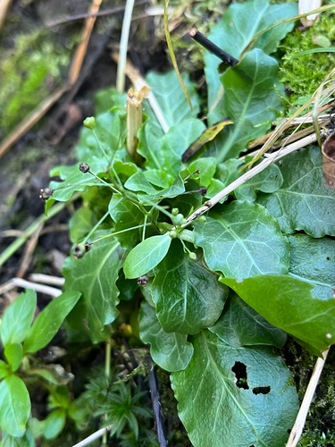 seaside brookweed