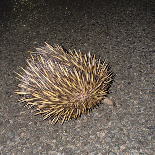 Short-beaked Echidna