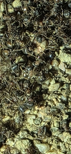 Legionary Ants