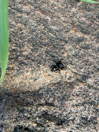 Bold Jumping Spider