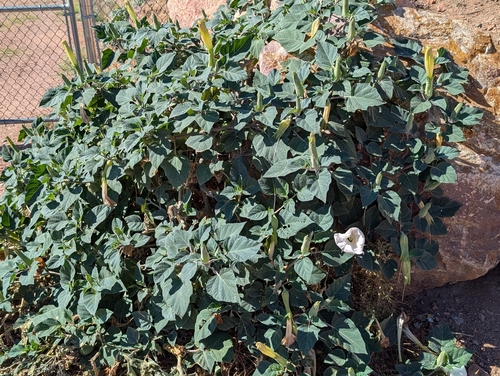 Sacred Datura