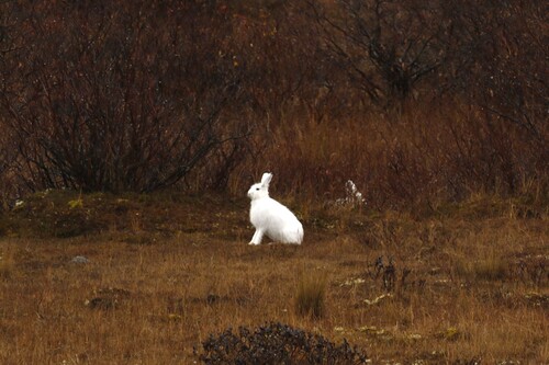 Arctic Hare observed by nature_asian