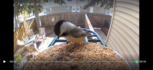 Black-capped Chickadee