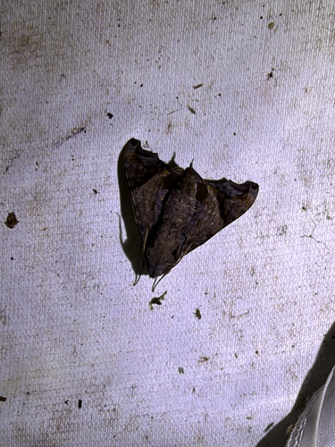 Nyceryx nictitans